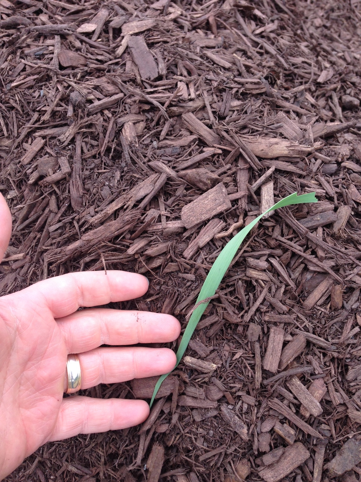 Brown Mulch in Winchester
